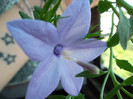 campanula mov lila a inflorit