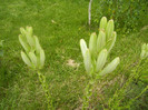 Madonna Lily (2012, June 05)