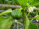 Bell Pepper Mavras (2012, May 23)