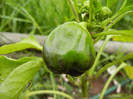 Bell Pepper Mavras (2012, May 25)