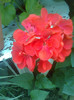 muscata curgatoare rosie