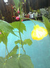 abutilon galben