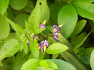 Solanum dulcamara (2012, May 30)