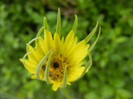 Western Salsify (2012, May 09)