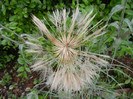 Yellow Salsify (2012, May 20)