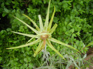 Tragopogon dubius (2012, May 25)