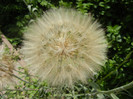 Tragopogon dubius (2012, May 30)