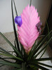 Tillandsia Cyanea_Pink Quill (`11, Nov.07)