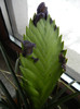 Tillandsia Cyanea_Pink Quill (`12, Feb.22)