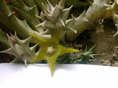 Caraluma  dummerii