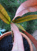 Garden Croton Curly Boy (2011, Aug.11)