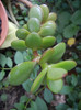 Crassula ovata (2012, May 31)