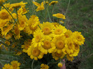 anthemis
