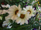 gazania