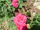 SL376429