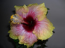 Hibiscus Tahitian Quinn