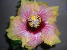 Hibiscus Tahitian Quinn