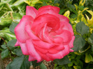 P5030377