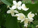 P5030392