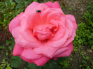 P5291054