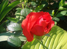 CIMG5441