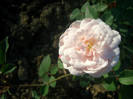 Little White Pet • Belle of Tehran - Polyantha (Peter Henderson, 1879).
