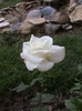 DSC01485