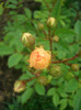CIMG5463