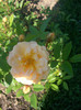 CIMG5525