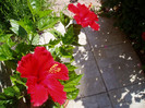 P1010584