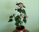 P1390614