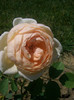 CIMG5536