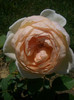 CIMG5537