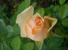 CIMG5465