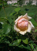 CIMG5490