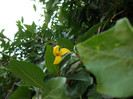 floare corn 07.06.2012