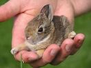 these_funny_animals_527_640_18