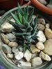 Haworthia baccata (2009, May 07)