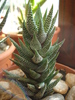 Haworthia baccata (2010, April 29)