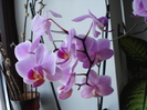 Pink Phalaenopsis (2010, Feb.13)