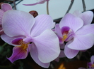 Pink Phalaenopsis (2010, Apr.29)