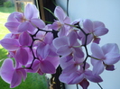 Pink Phalaenopsis (2010, May 28)