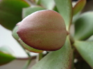 Cotyledon orbiculata (2009, May 22)