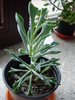 Senecio kleiniiformis (2009, May 22)