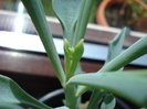 Senecio kleiniiformis (2009, June 01)