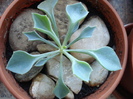 Senecio kleiniiformis (2010, May 03)