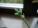 Senecio kleiniiformis (2010, Oct.16)