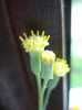 Senecio kleiniiformis (2011, May 08)