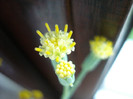 Senecio kleiniiformis (2011, May 08)