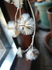 Senecio kleiniiformis (2011, Aug.25)